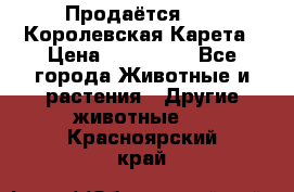 Продаётся!     Королевская Карета › Цена ­ 300 000 - Все города Животные и растения » Другие животные   . Красноярский край